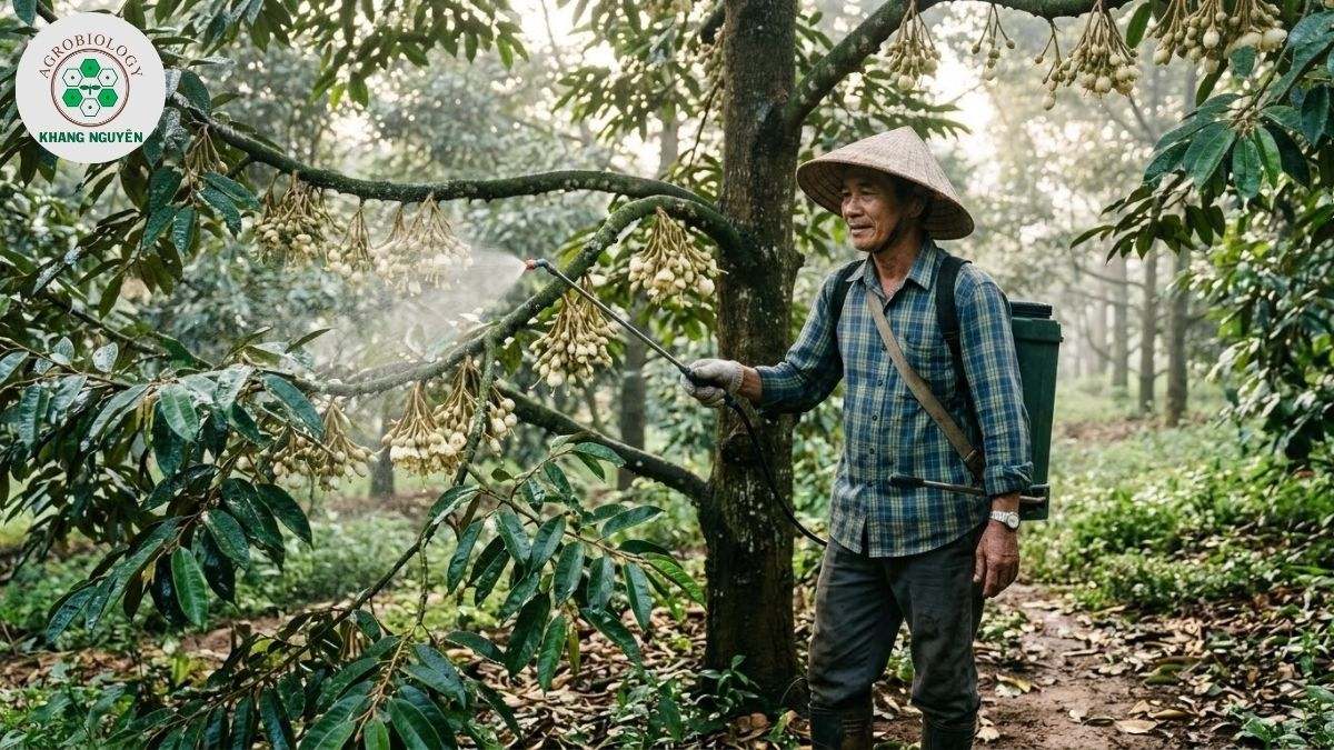 Phun Nano Bạc Đồng đặc trị bệnh thán thư sầu riêng