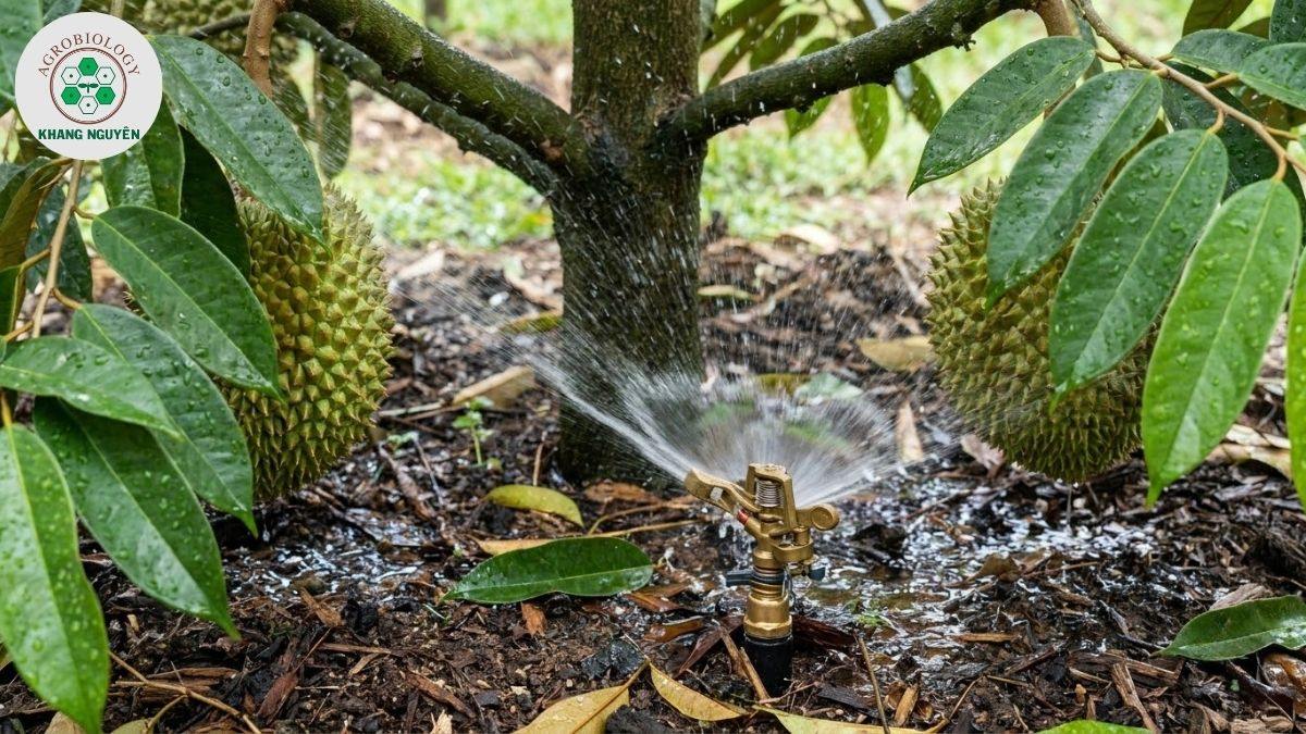 Kỹ thuật tưới nước cho cây sầu riêng đúng cách