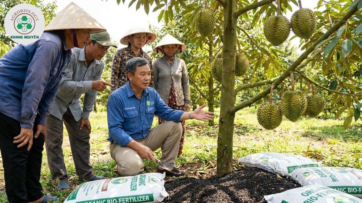 Bón phân hữu cơ và vi sinh chăm sóc sầu riêng