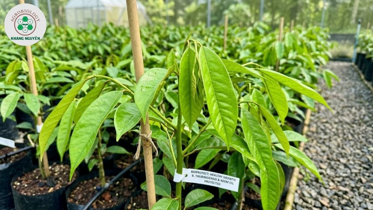 Bảo vệ cơi đọt sầu riêng con khỏi sâu bệnh