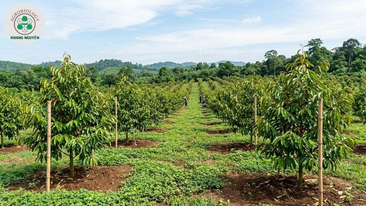 Bộ sản phẩm sinh học chăm sóc sầu riêng con Khang Nguyên