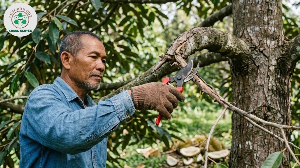 Cắt tỉa cành sầu riêng sau khi thu hoạch