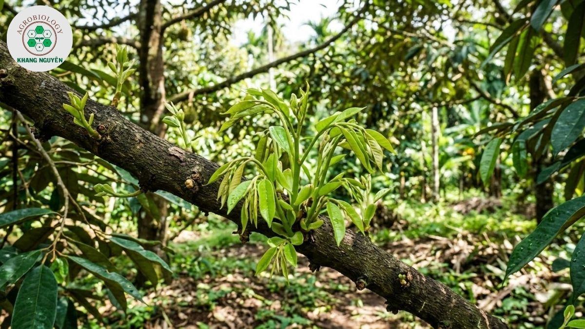 Cơi đọt non sầu riêng phục hồi sau thu hoạch