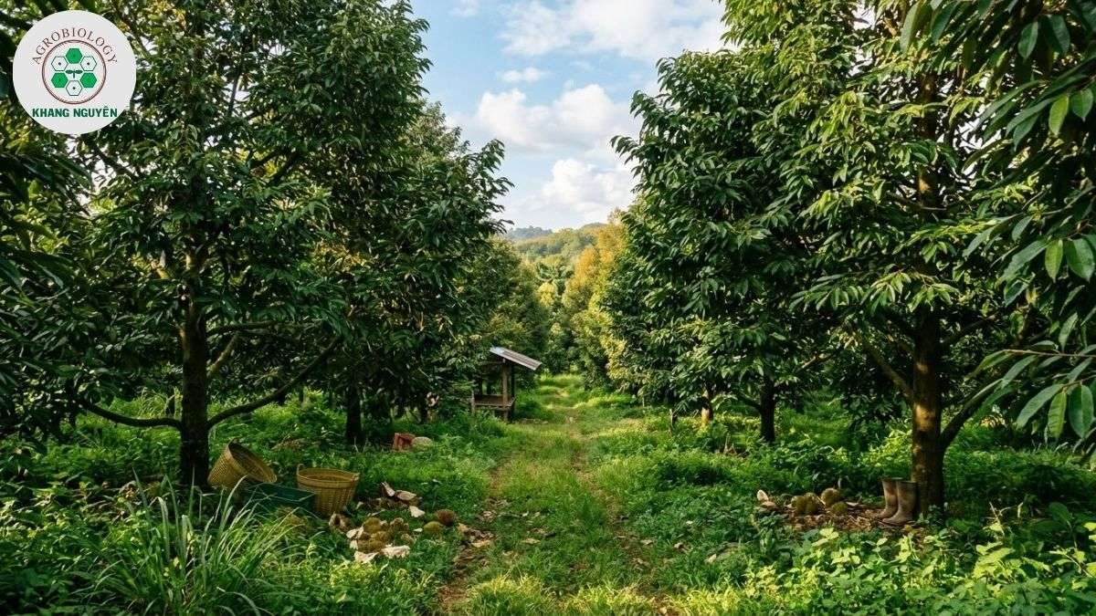 Bộ sản phẩm sinh học chăm sóc sầu riêng sau thu hoạch Khang Nguyên