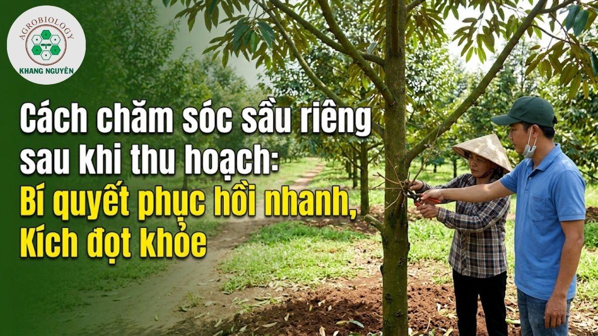 Hướng dẫn cách chăm sóc sầu riêng sau khi thu hoạch giúp phục hồi cây nhanh