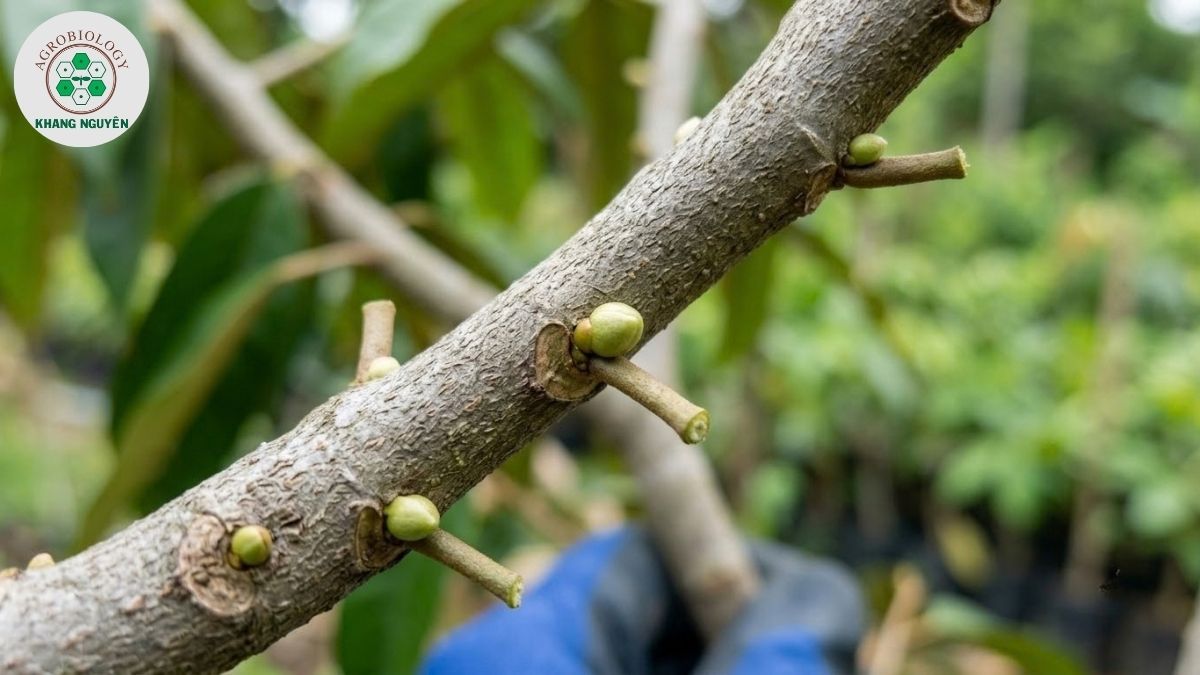 Tiêu chuẩn chọn cành bánh tẻ lấy mắt ghép sầu riêng