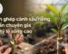 Hướng dẫn chi tiết kỹ thuật cách ghép cành sầu riêng chuẩn xác