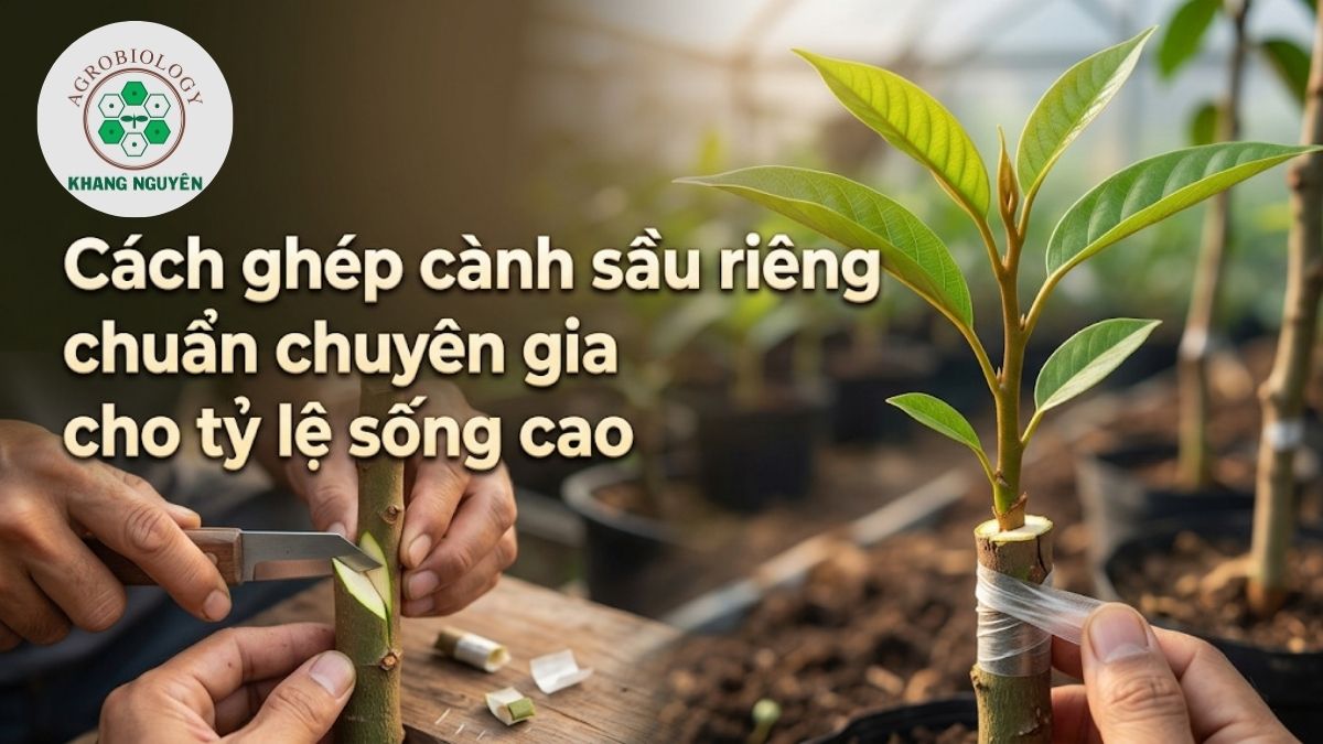 Hướng dẫn chi tiết kỹ thuật cách ghép cành sầu riêng chuẩn xác