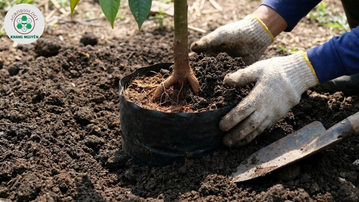 Kỹ thuật lấp đất không ngập cổ rễ khi trồng sầu riêng con