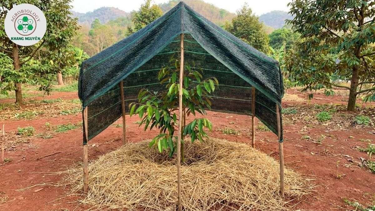 Che nắng và chăm sóc sầu riêng con mới trồng