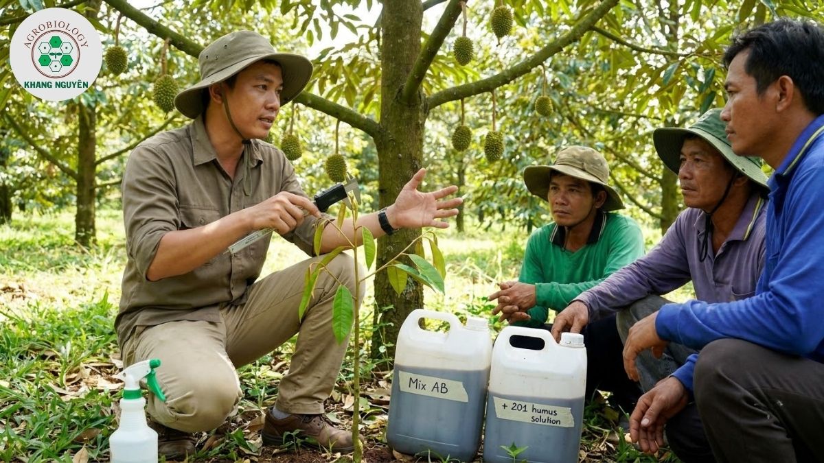 Chuyên gia Khang Nguyên hướng dẫn chăm sóc sầu riêng con
