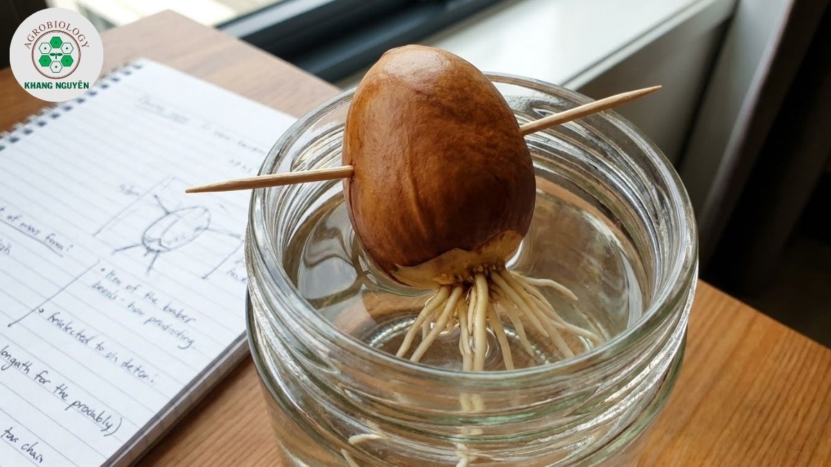 Kỹ thuật đặt hạt sầu riêng trồng thủy canh đúng cách