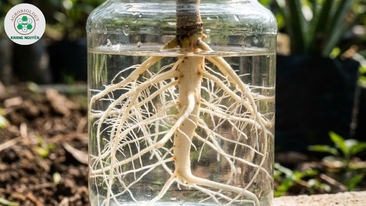 Bộ rễ sầu riêng phát triển trong bình thủy canh