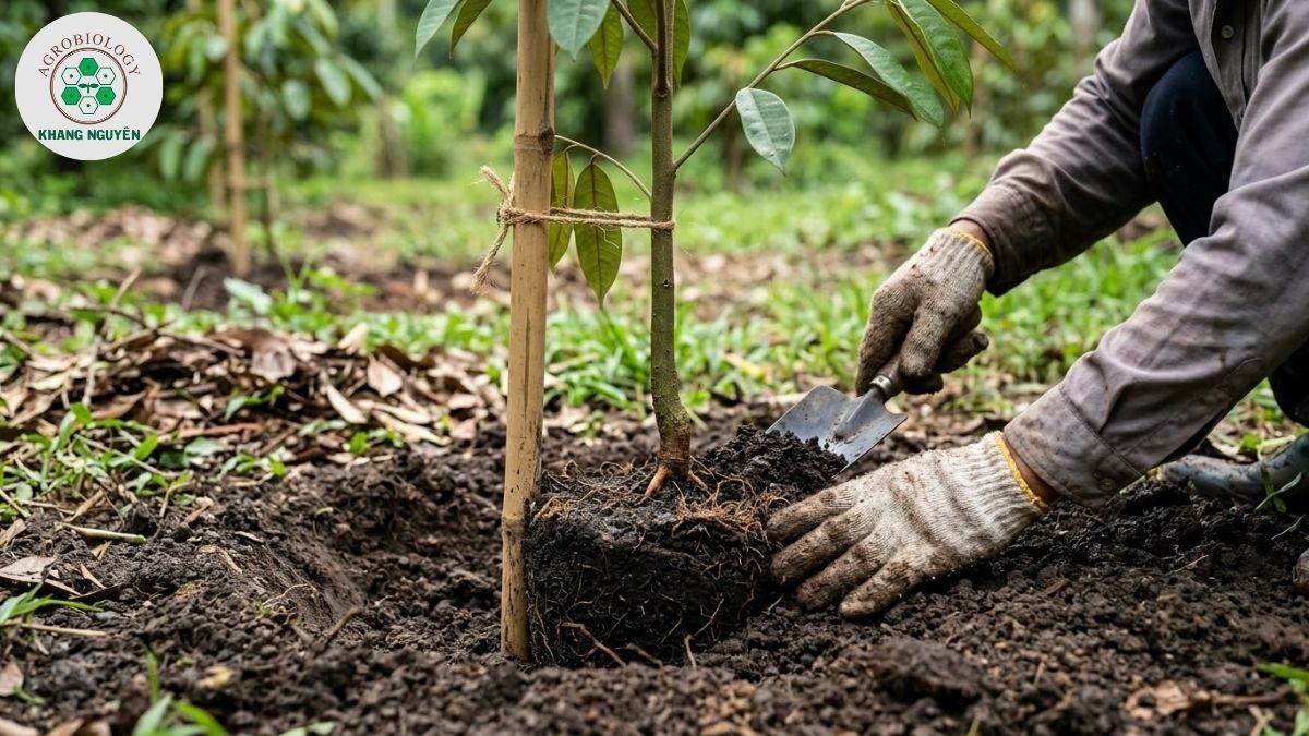Kỹ thuật không lấp đất ngập cổ rễ khi trồng sầu riêng non