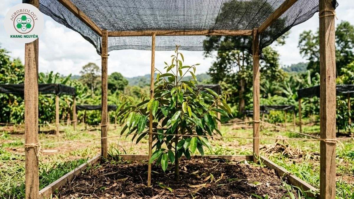 Che nắng và chăm sóc sầu riêng Dona mới trồng