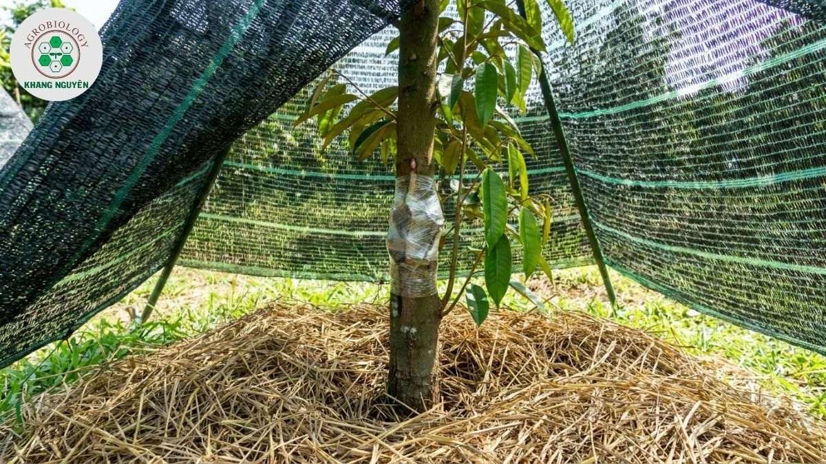 Che nắng và chăm sóc sầu riêng ghép mới trồng