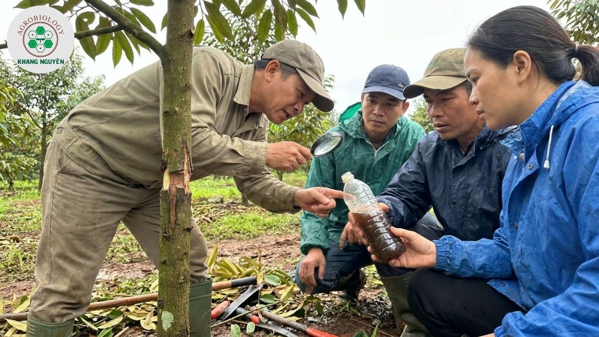 Chuyên gia Khang Nguyên hướng dẫn chăm sóc sầu riêng ghép