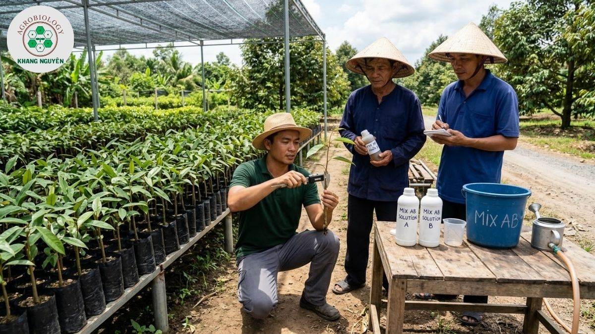 Chuyên gia Khang Nguyên hướng dẫn chăm sóc sầu riêng hạt lép