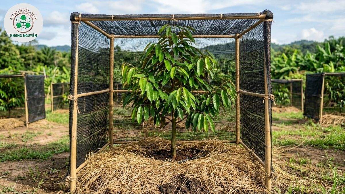 Kỹ thuật che nắng và tủ gốc giữ ẩm cho sầu riêng con
