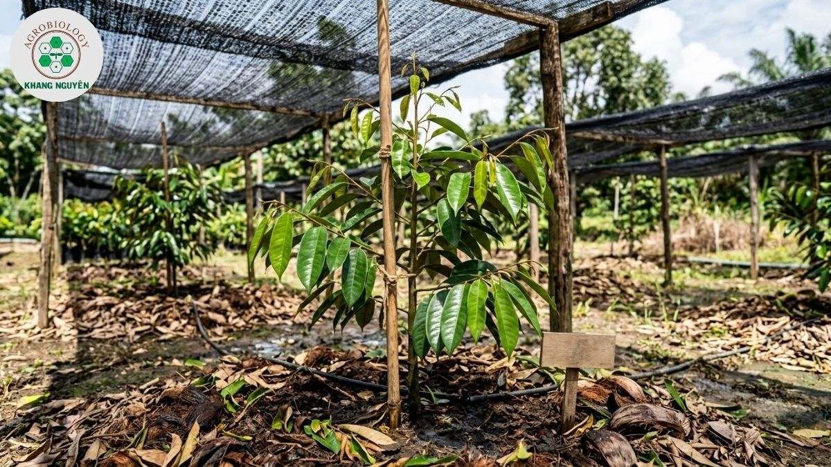 Kỹ thuật lấp đất không ngập cổ rễ khi trồng sầu riêng Musang King