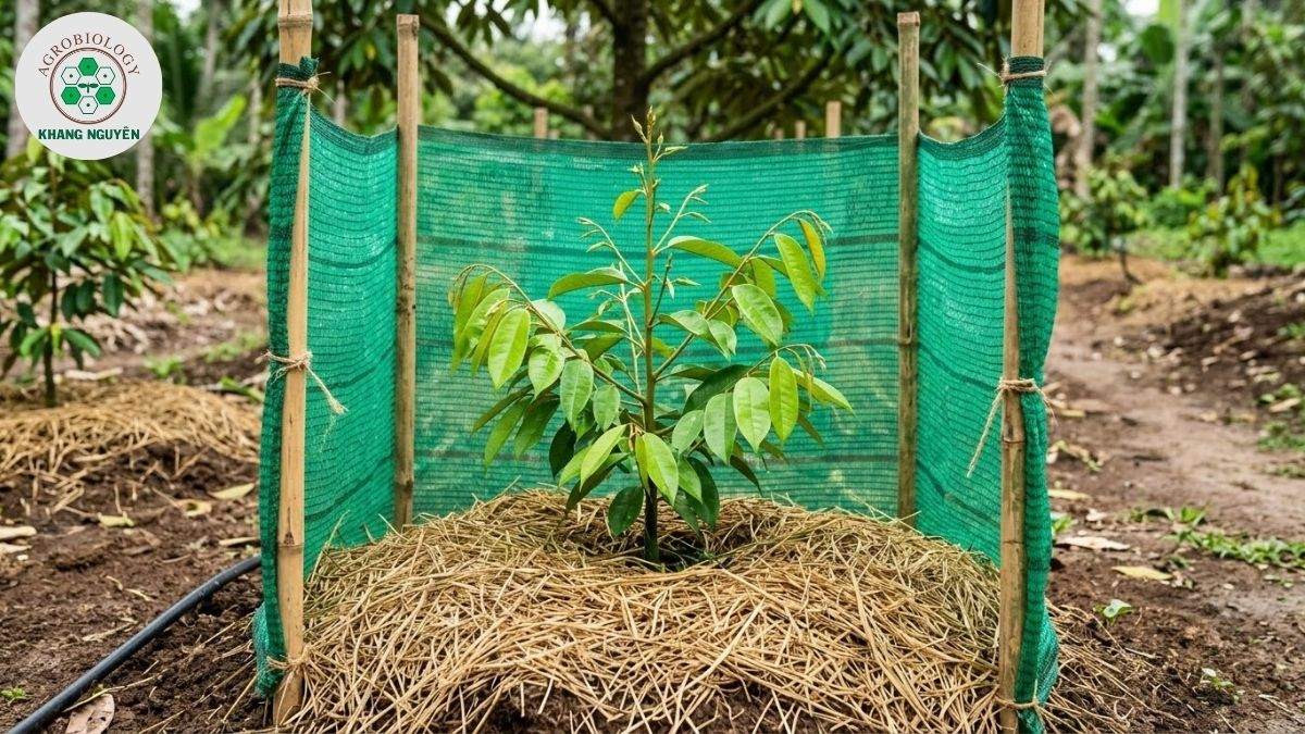 Che nắng và tủ gốc giữ ẩm cho cây sầu riêng Ri6 non