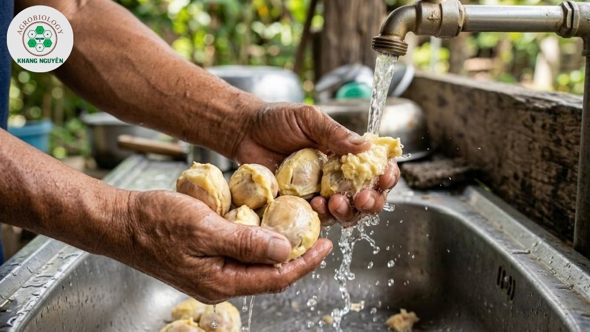 Làm sạch cơm thừa trước khi ươm hạt sầu riêng