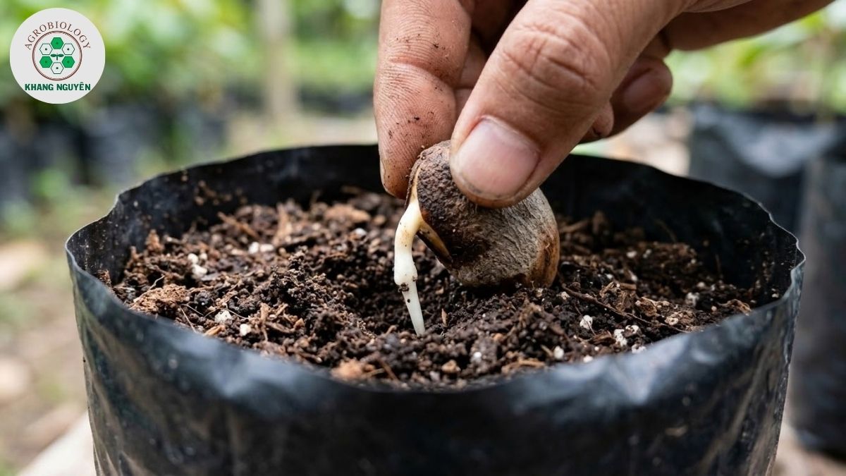 Kỹ thuật ủ hạt sầu riêng nảy mầm trên khăn ẩm
