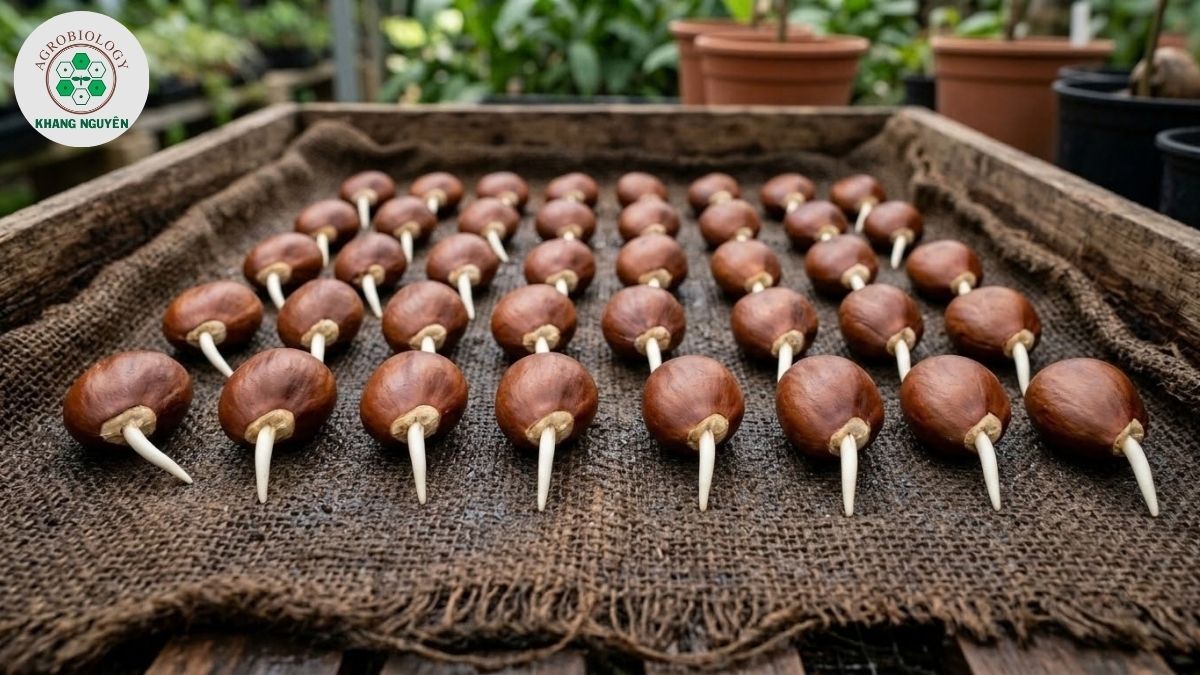 Kỹ thuật cắm hạt sầu riêng vào bầu đất đúng cách