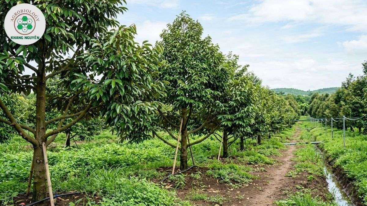 Vườn sầu riêng Ri6 phát triển sung sức ở năm thứ 4