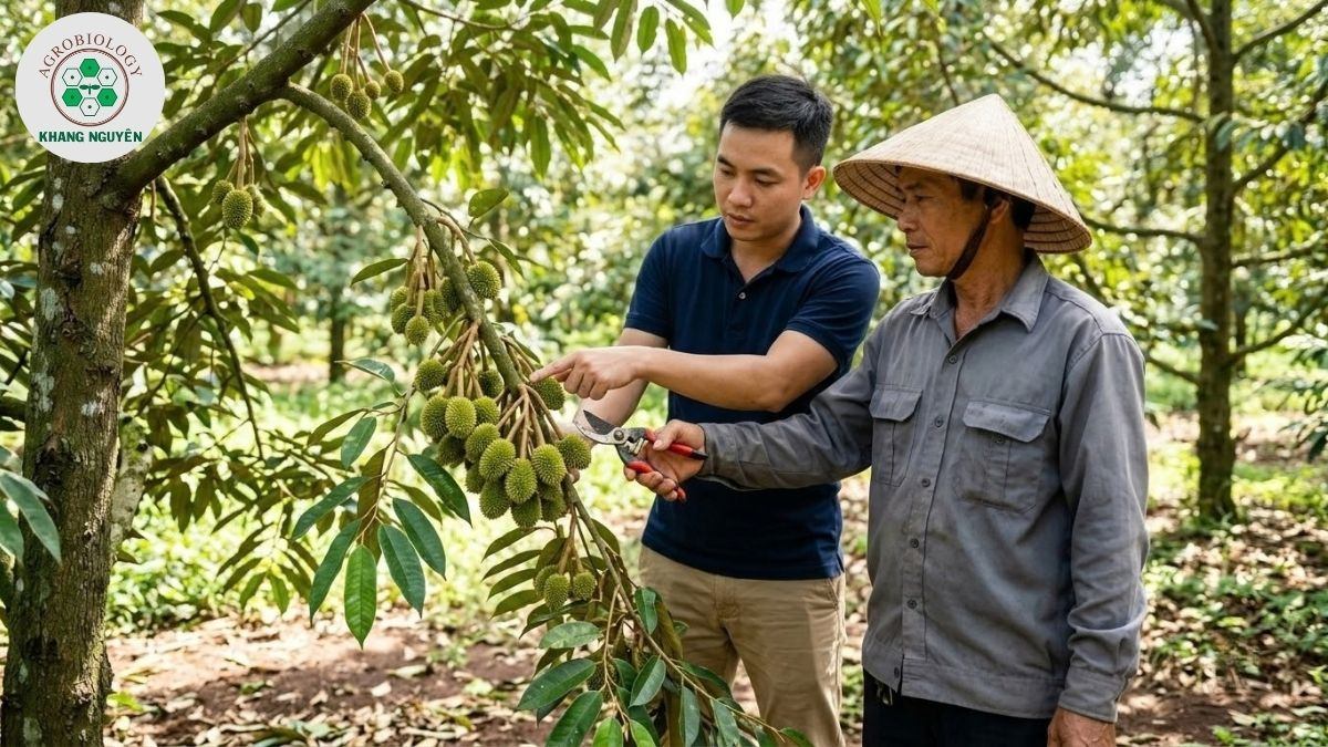  Kỹ thuật tỉa bớt trái bói cho sầu riêng năm thứ 4