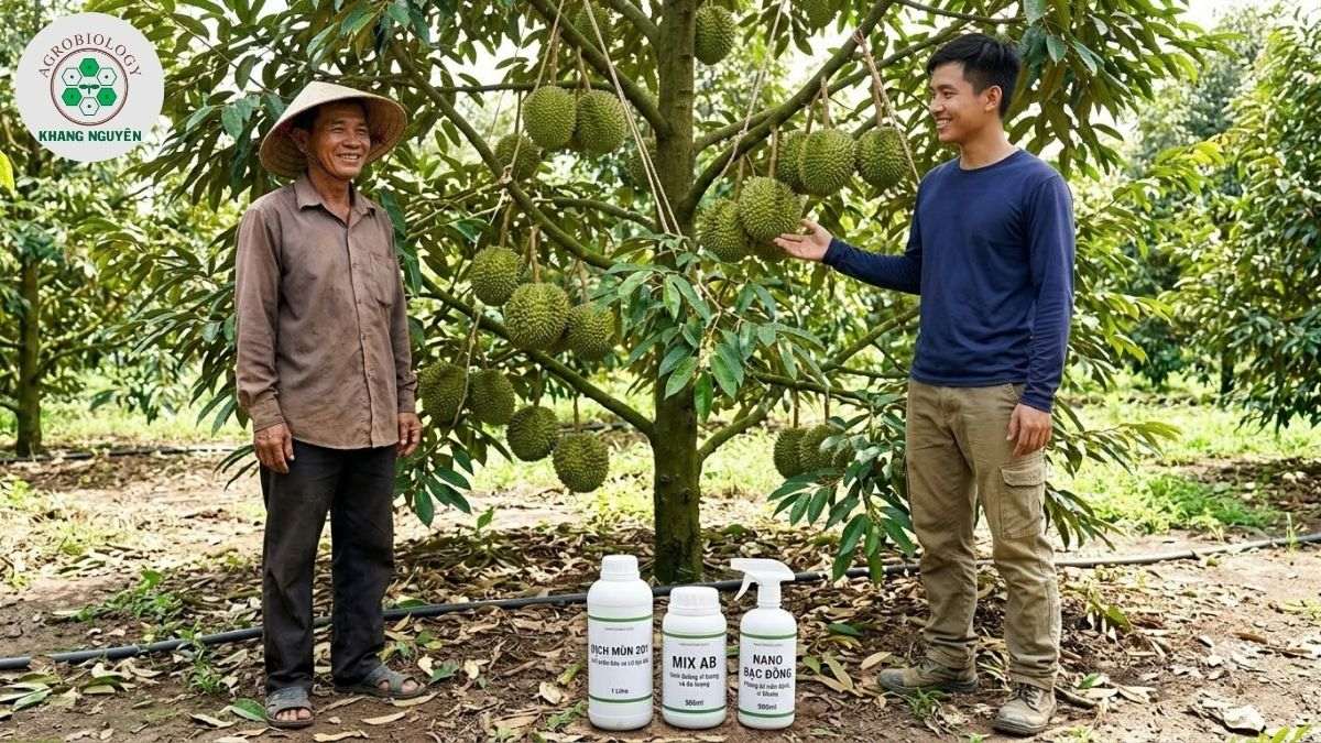 Bộ giải pháp sinh học Khang Nguyên giúp sầu riêng cho trái sớm
