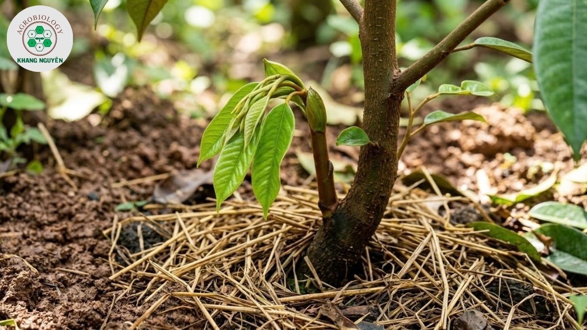 Giai đoạn phát triển cây sầu riêng con từ 0 đến 2 năm tuổi