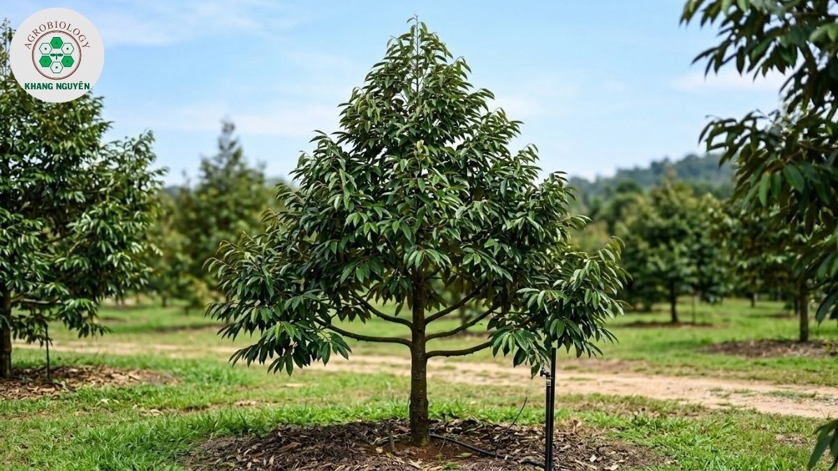 Kỹ thuật tạo khung tán cho cây sầu riêng giai đoạn kiến thiết