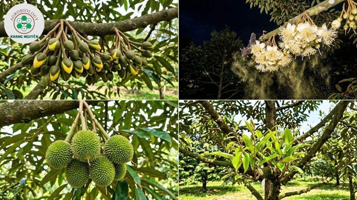 Chu kỳ sinh sản hàng năm của cây sầu riêng giai đoạn kinh doanh