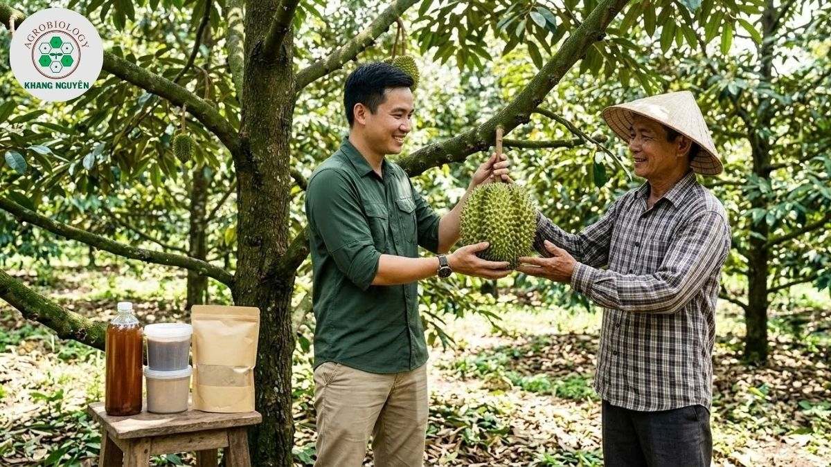 Chuyên gia Khang Nguyên đồng hành cùng từng giai đoạn phát triển của sầu riêng