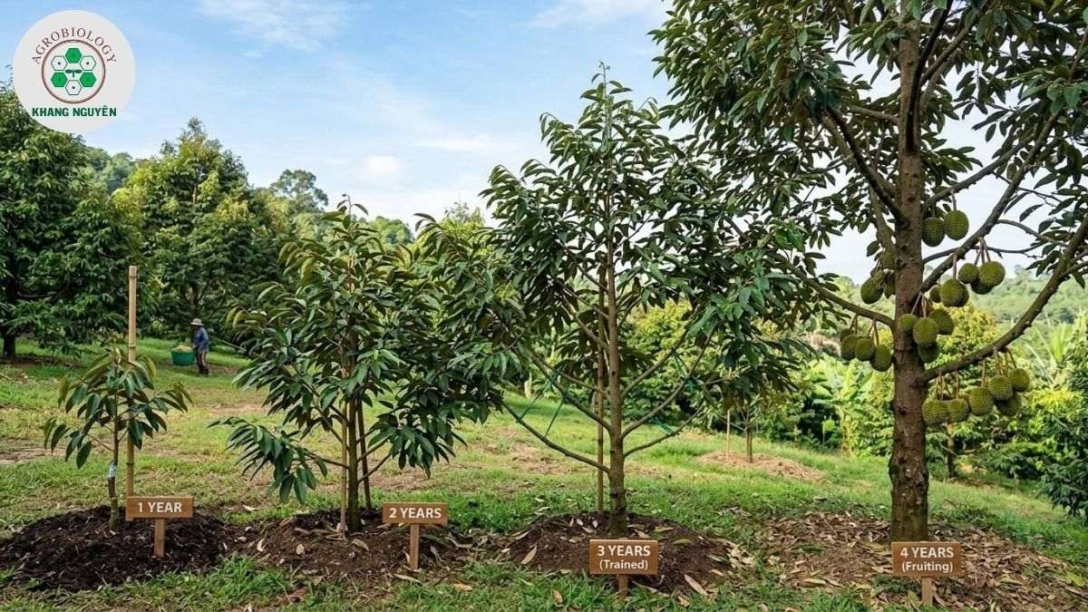 Quá trình sinh trưởng từ cây giống đến khi thu hoạch sầu riêng