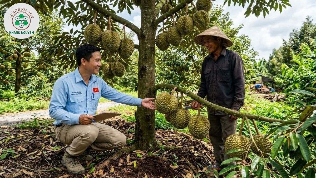 Bộ giải pháp Khang Nguyên đồng hành cùng mùa vụ thu hoạch sầu riêng