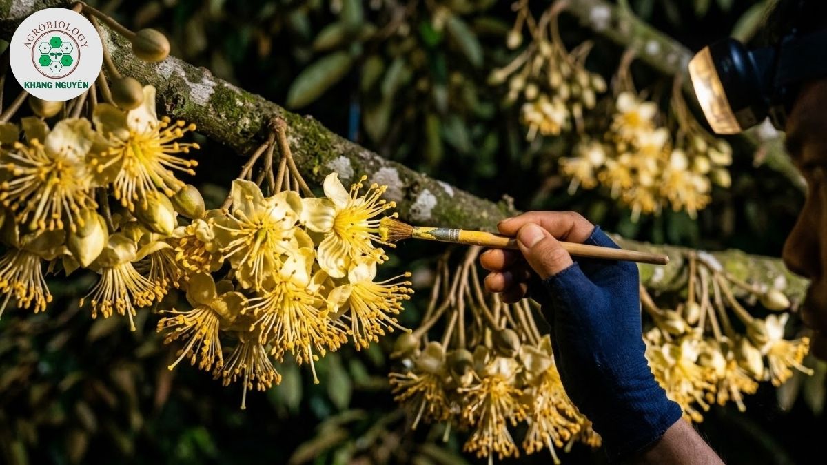 Kỹ thuật thụ phấn bổ sung giúp sầu riêng đậu trái đều