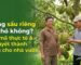Giải đáp thắc mắc trồng sầu riêng có khó không từ chuyên gia Khang Nguyên