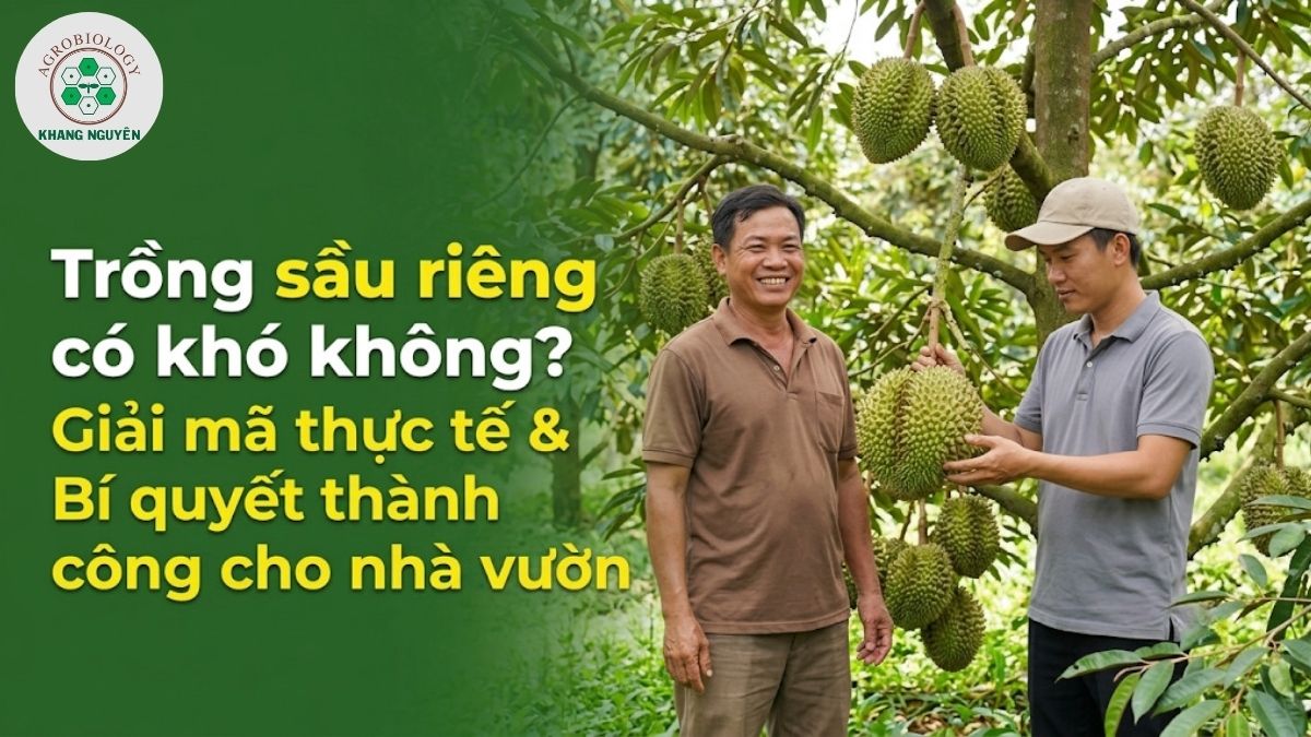 Giải đáp thắc mắc trồng sầu riêng có khó không từ chuyên gia Khang Nguyên