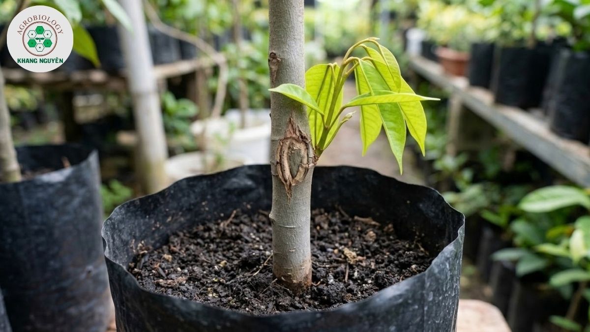 Đặc điểm cây giống sầu riêng gốc nhớt chuẩn chất lượng