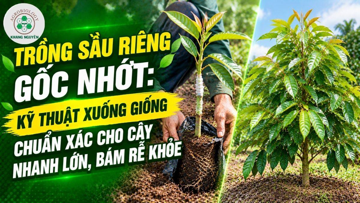 Hướng dẫn kỹ thuật trồng sầu riêng gốc nhớt chuẩn chuyên gia