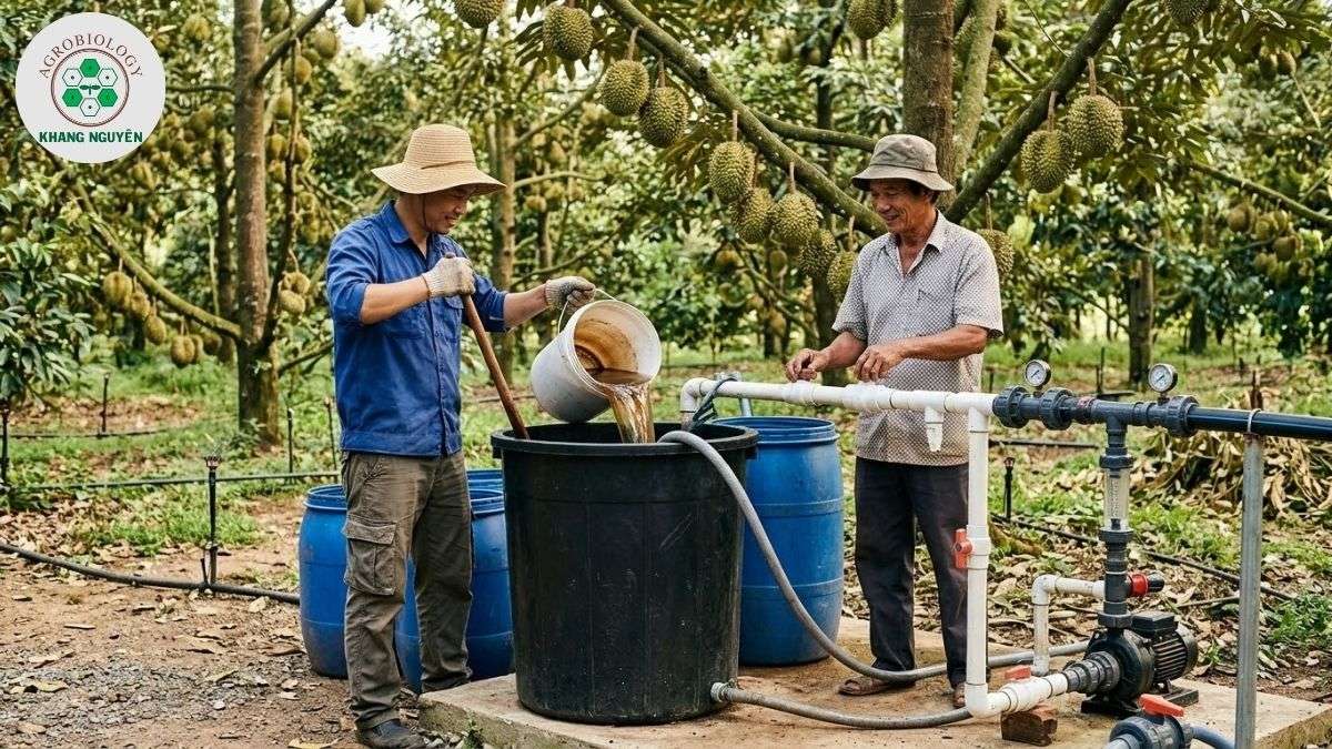 Ứng dụng dinh dưỡng sinh học Dịch mùn 201 và Mix AB cho sầu riêng