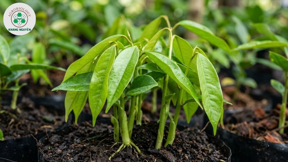 Phòng trừ sâu bệnh hại sầu riêng bằng giải pháp sinh học an toàn