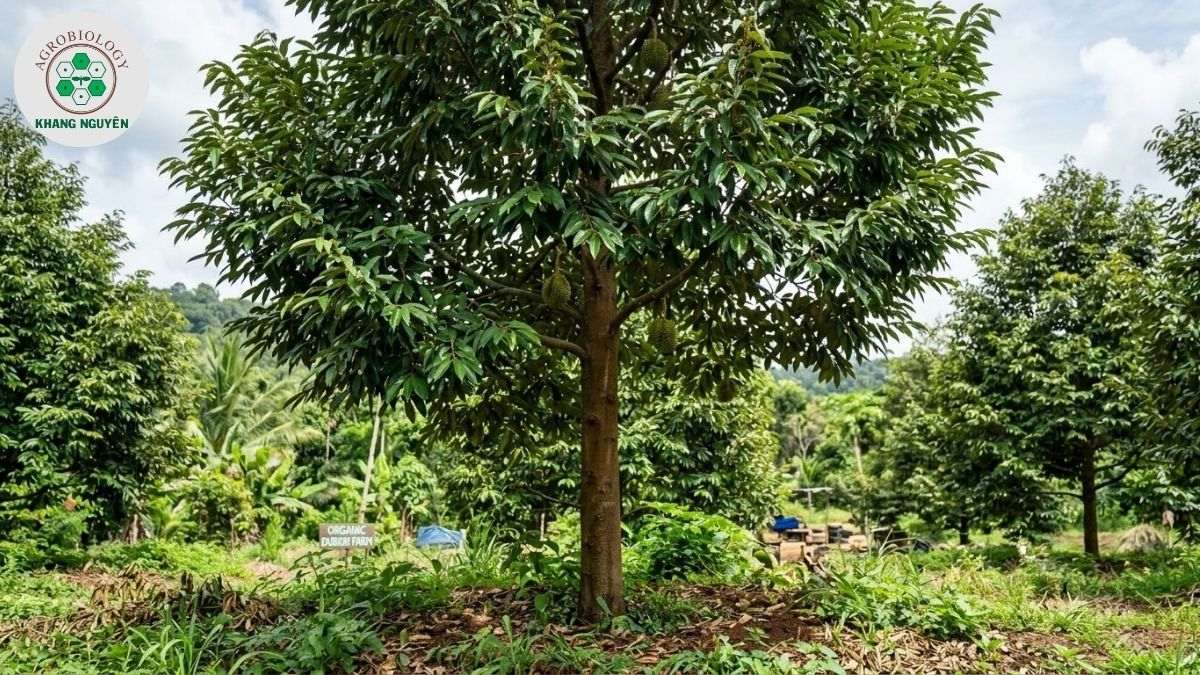 Bộ giải pháp nông sinh học Khang Nguyên cho vườn sầu riêng hữu cơ