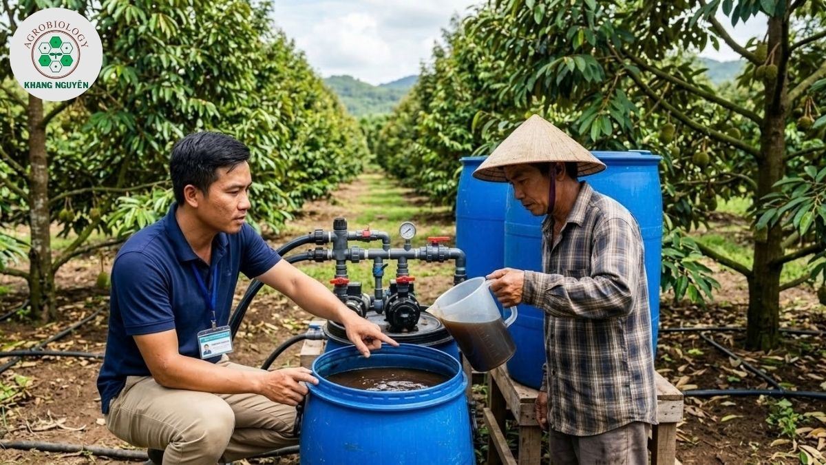 Chuyên gia Khang Nguyên hướng dẫn chăm sóc sầu riêng trên đất ruộng