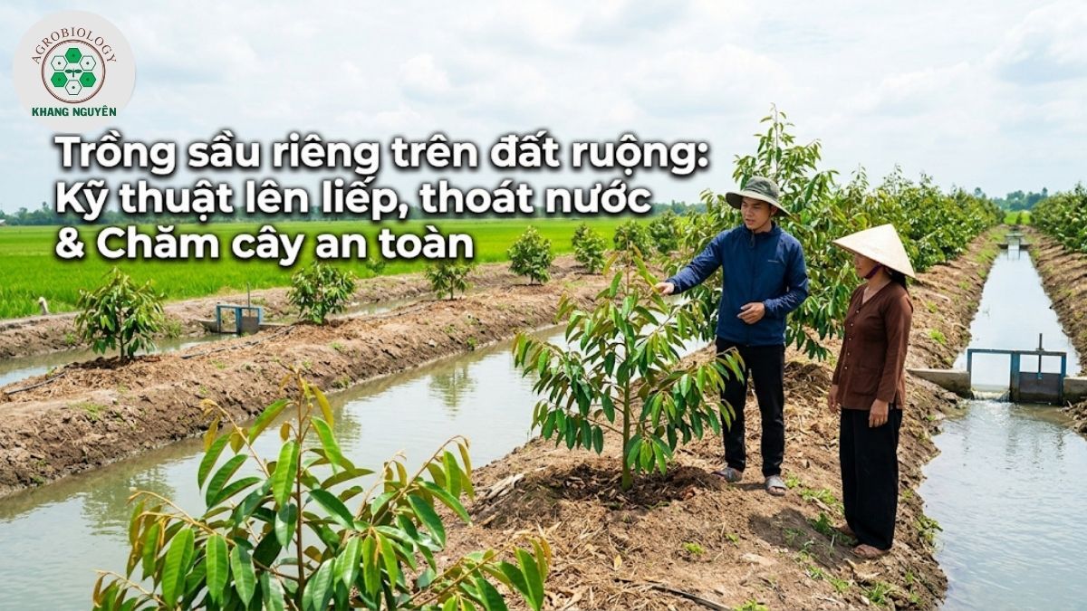 Hướng dẫn kỹ thuật chuyển đổi trồng sầu riêng trên đất ruộng hiệu quả cao