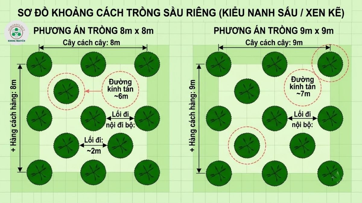 Sơ đồ khoảng cách và mật độ trồng sầu riêng trên 1 hecta