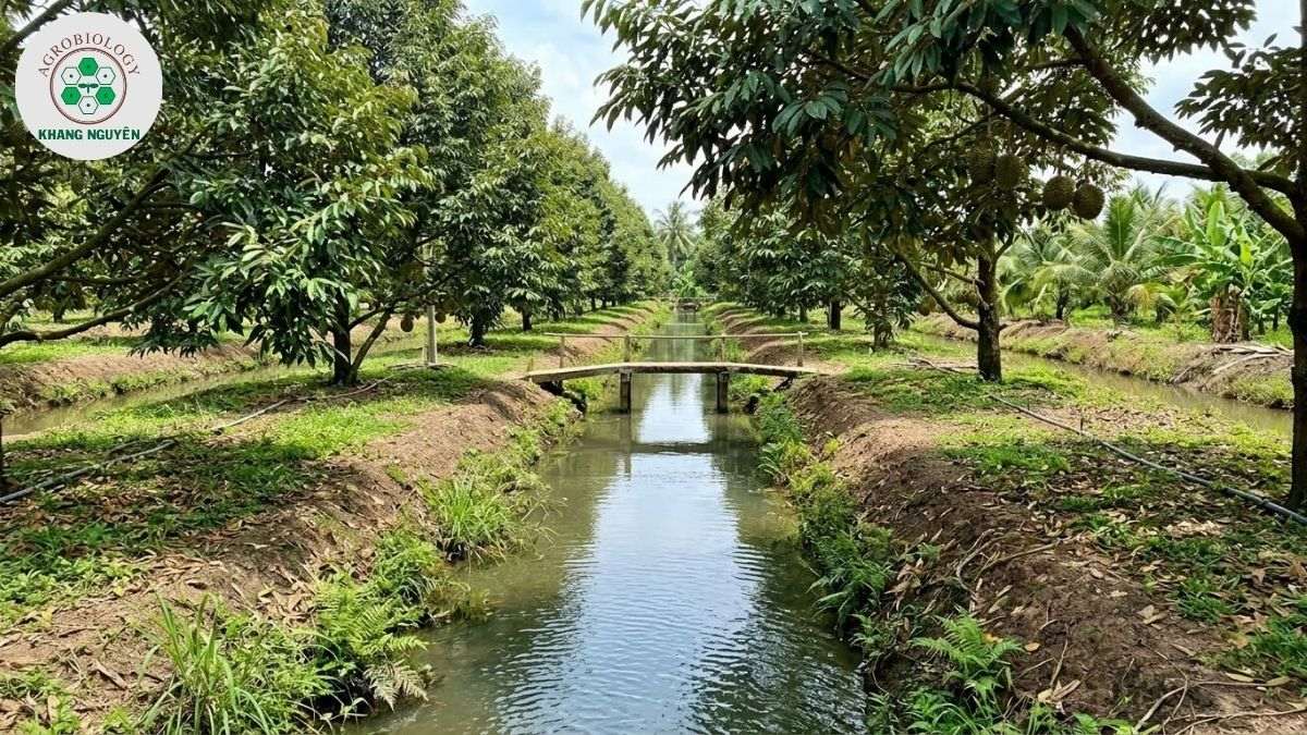 Mật độ trồng sầu riêng trên hệ thống liếp mương miền Tây