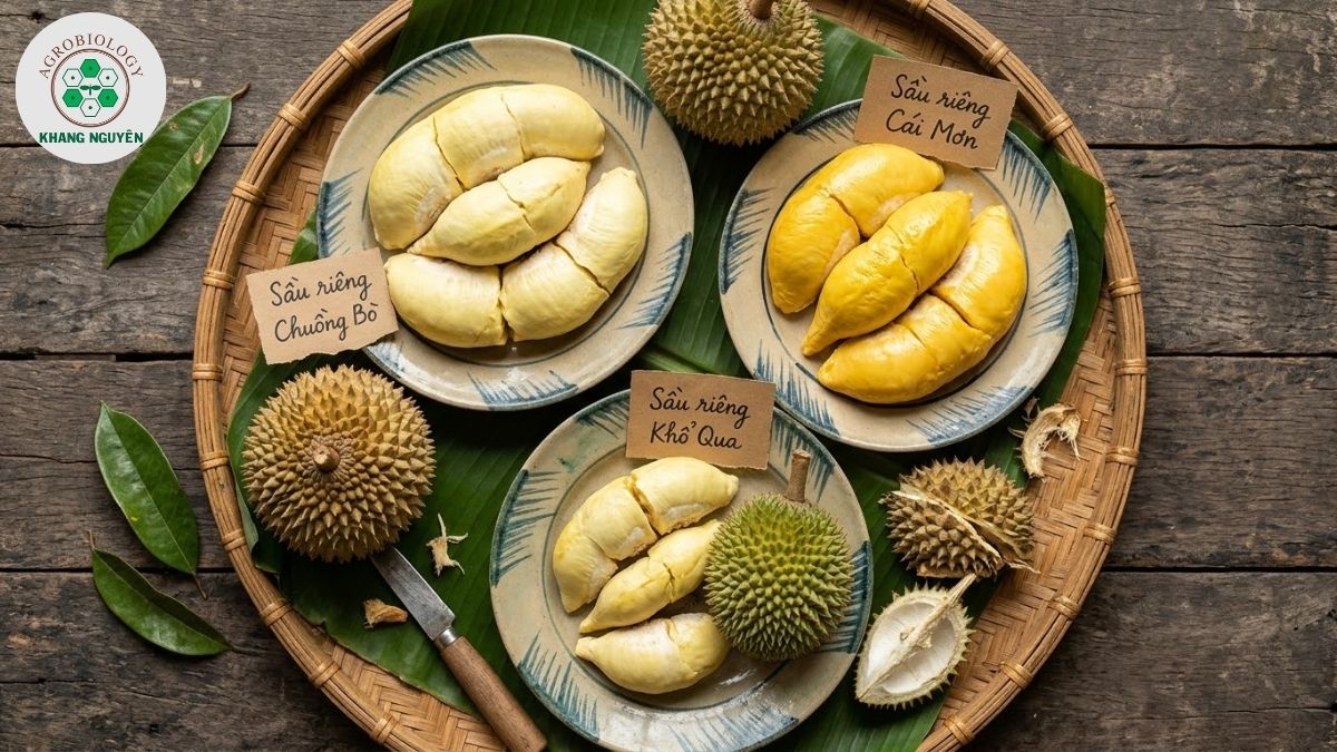 Các giống sầu riêng truyền thống bản địa Chuồng Bò Khổ Qua Cái Mơn